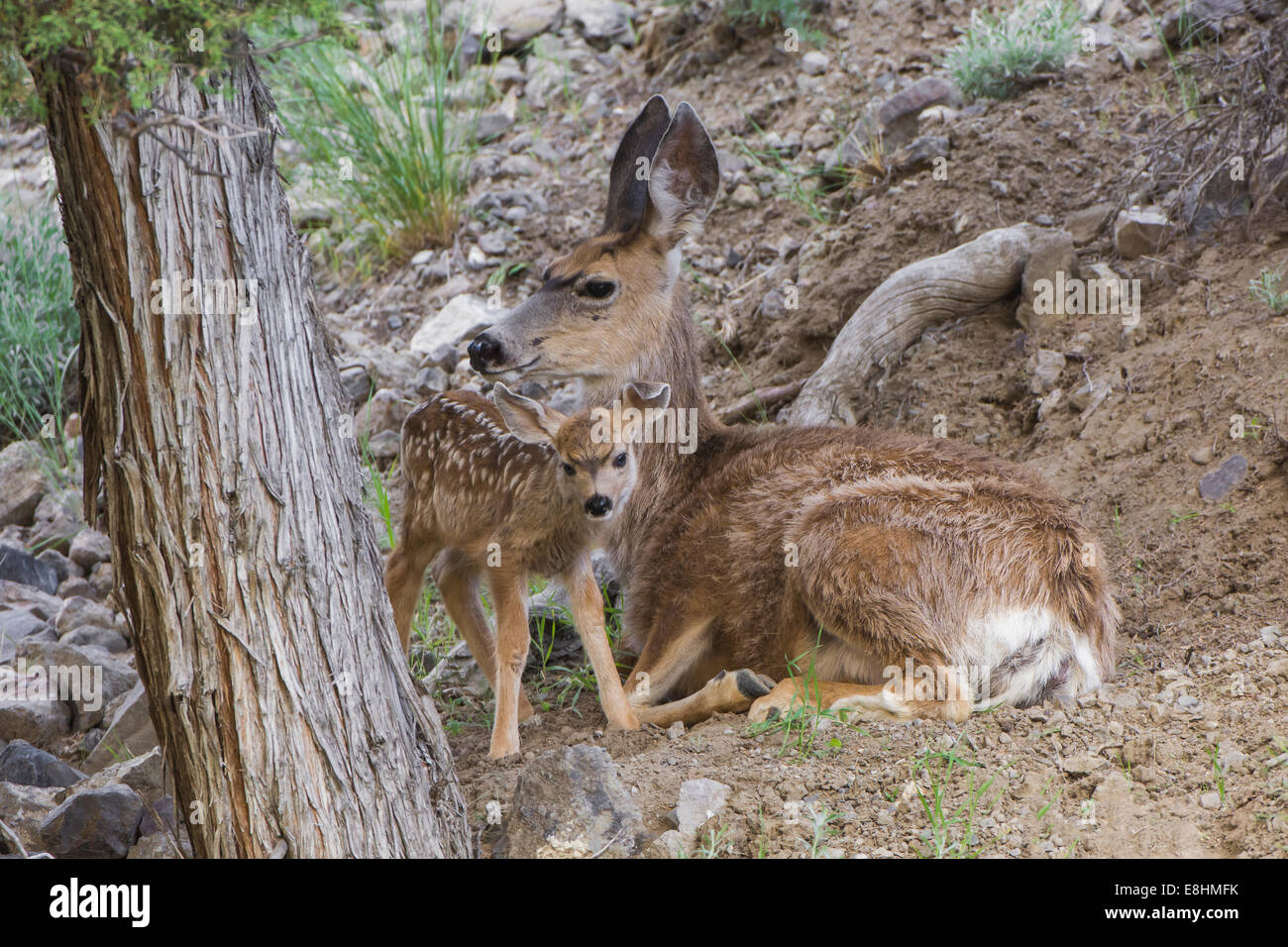 Mother deer walking with newborns through Yellowstone wilderness Stock Photo