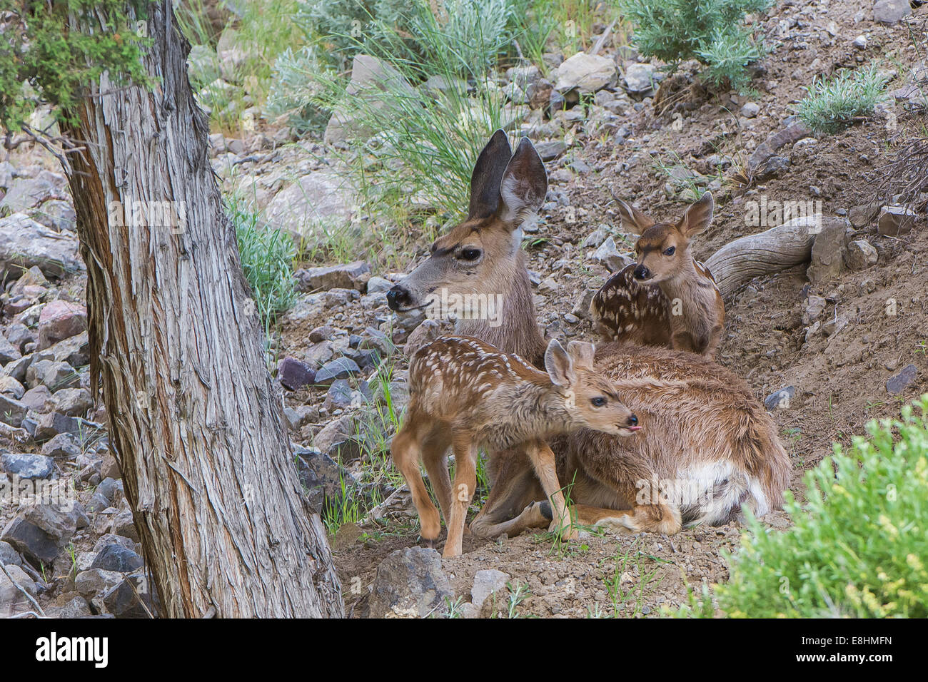 Mother with newborn twins in the Yellowstone wilderness Stock Photo