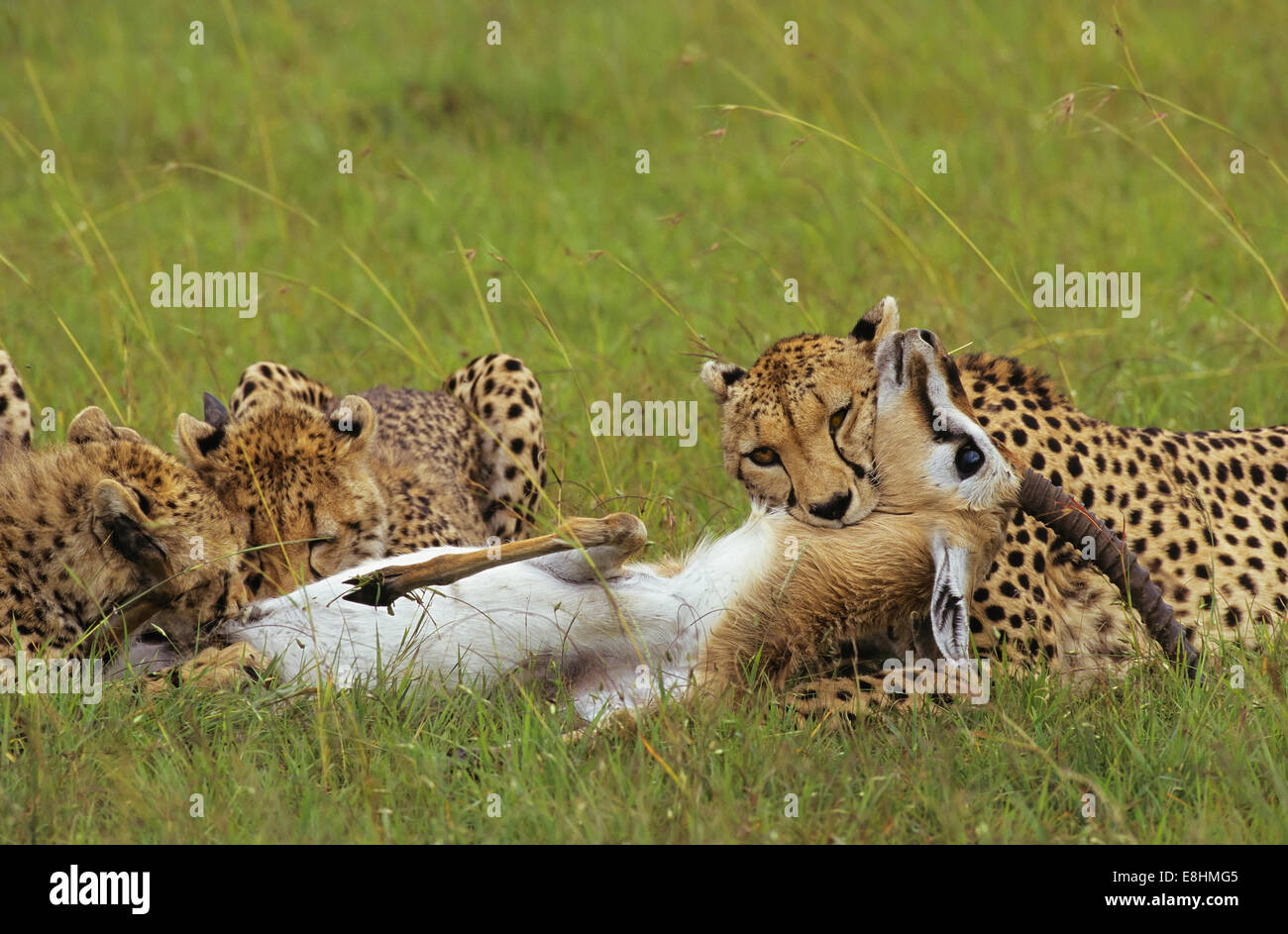 Cheetah mother with Thomson's Gazelle Stock Photo