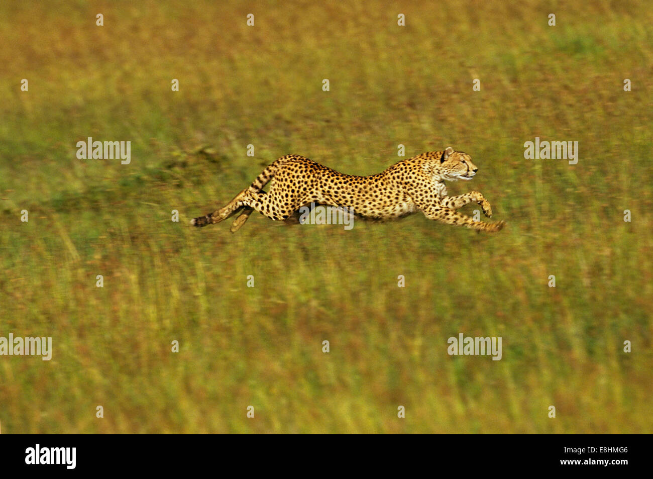 Cheetah running full speed Stock Photo