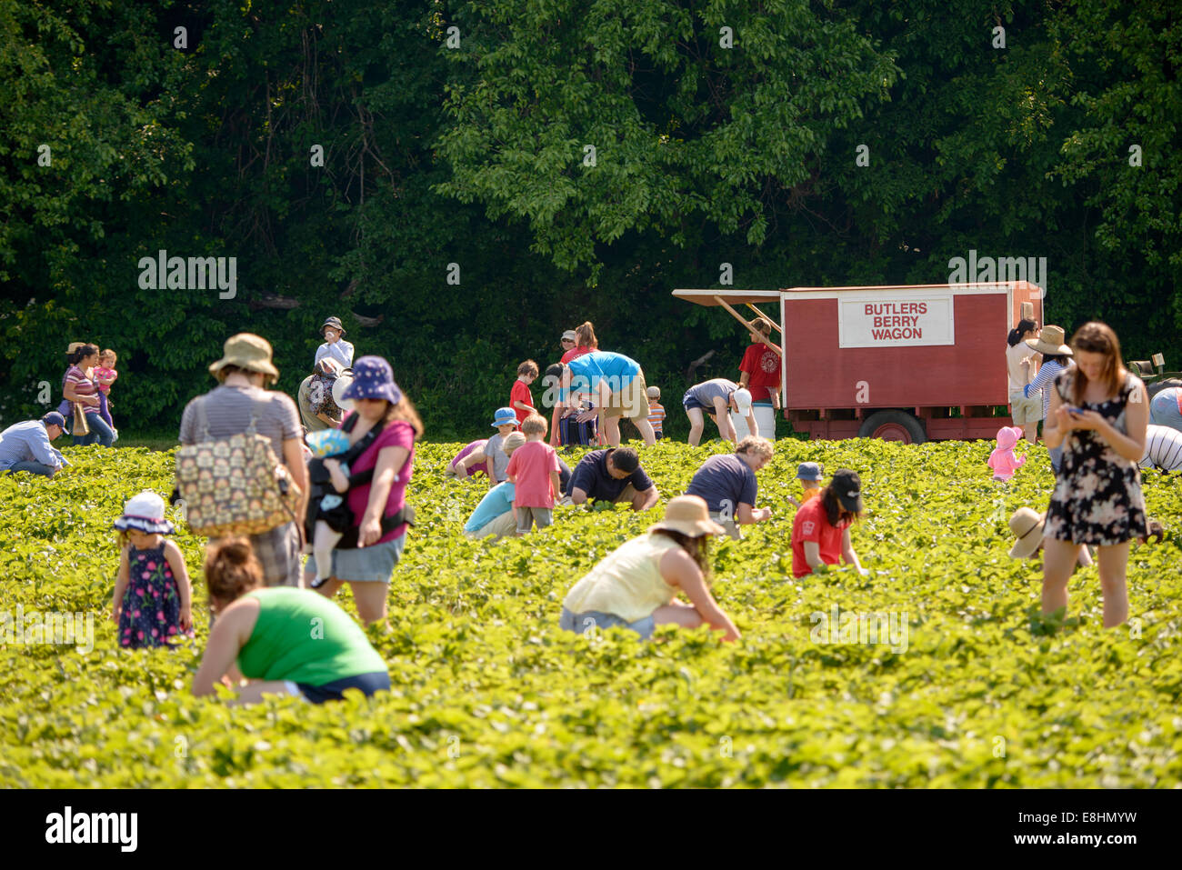 Butler's Orchard, in Germantown, MD, opens its fruit fields to visitors to pick their own strawberries, blueberries, and apples. Stock Photo
