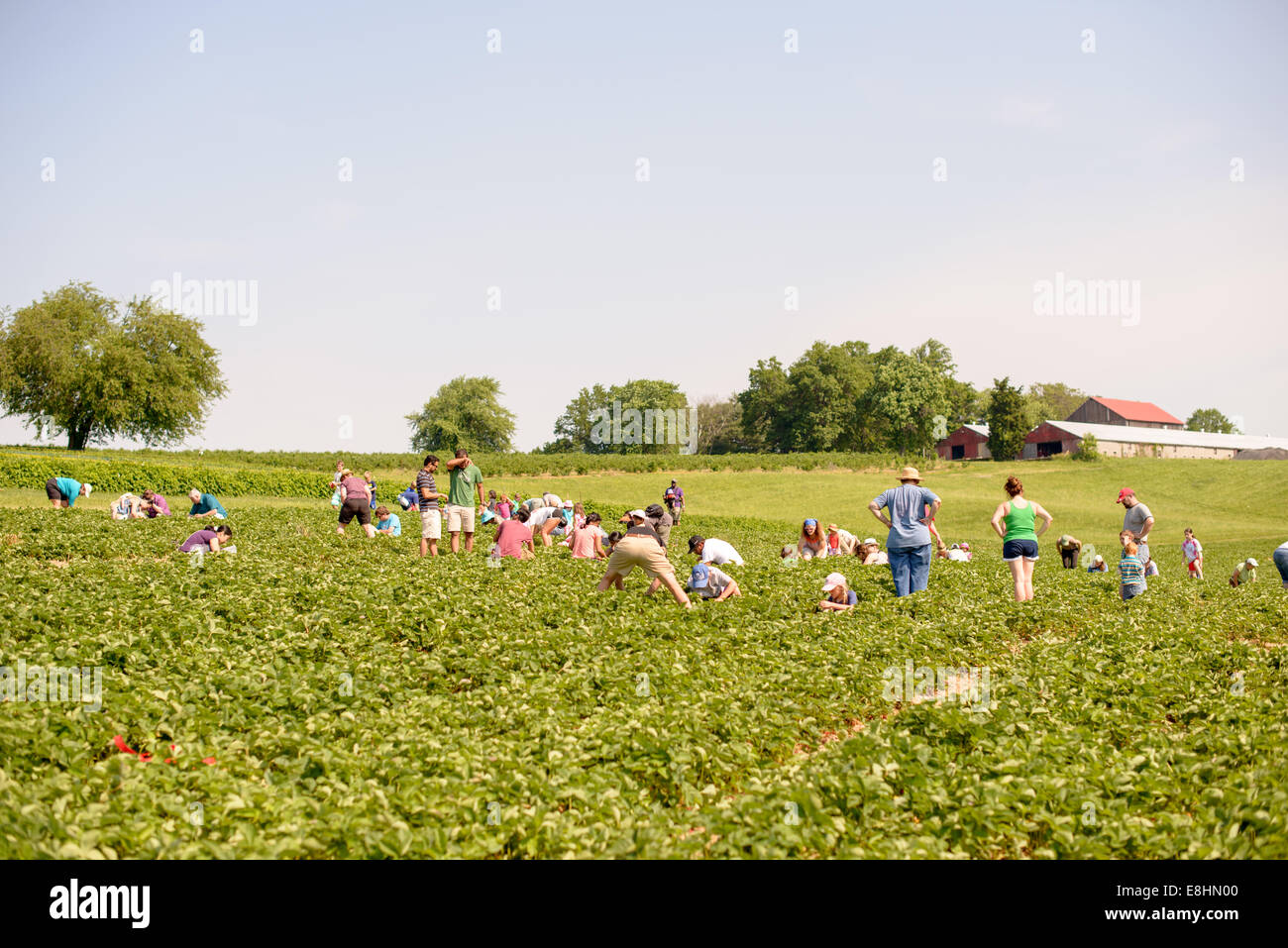 GERMANTOWN, Maryland — Visitors engage in strawberry picking at Butler's Orchard, a popular family-owned farm. The orchard offers a seasonal 'Pick-Your-Own' experience, allowing guests to harvest fresh strawberries directly from the fields. Butler's Orchard, established in 1950, is known for its variety of fruits and vegetables and hosts numerous agritourism events throughout the year. Stock Photo