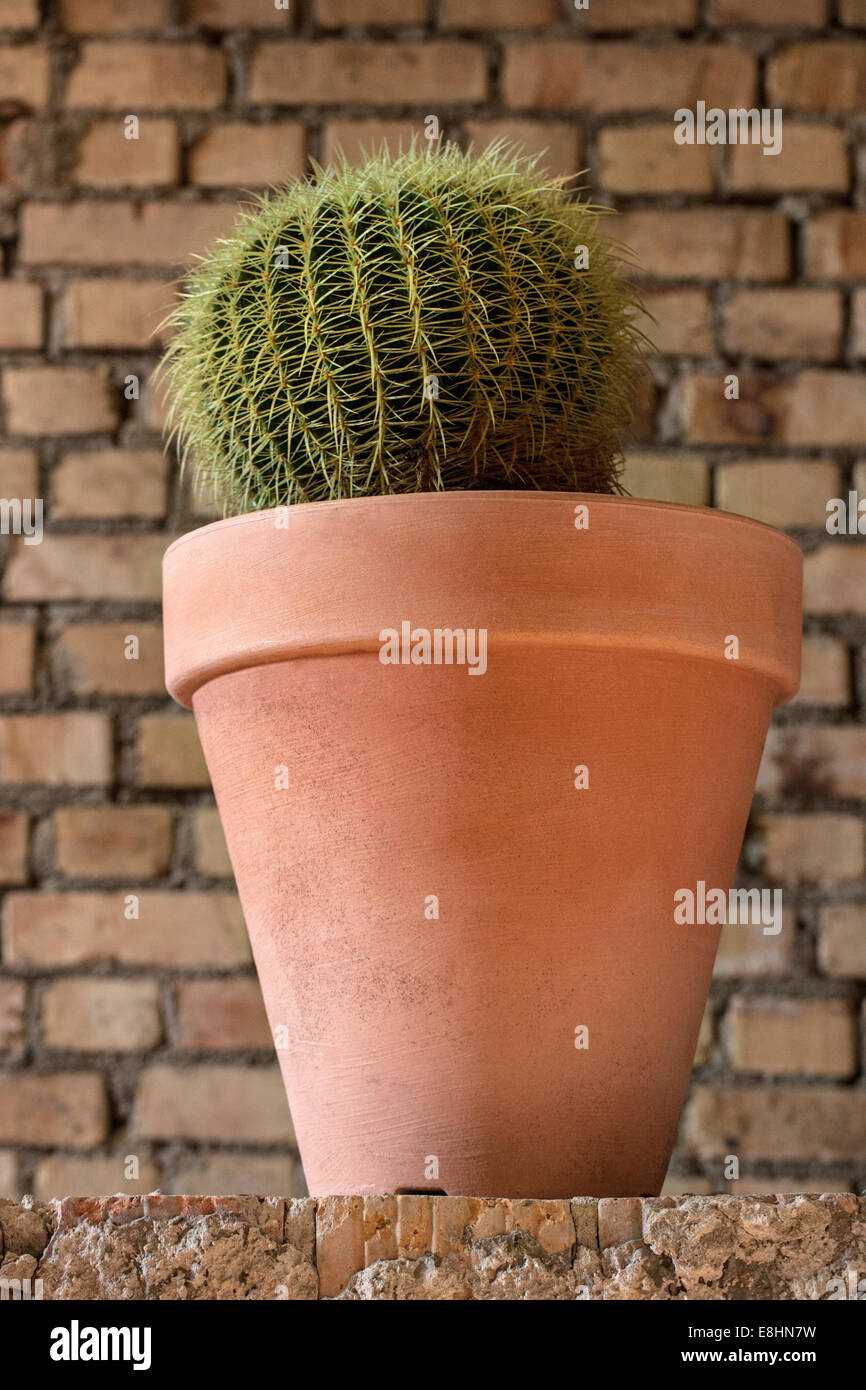Golden barrel cactus in pot hi-res stock photography and images - Alamy