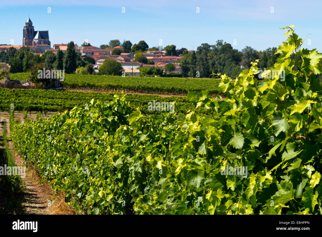 Vineyard with grapes growing in summer near the village of Lonzac in the Charente-Maritime region of south west France Stock Photo