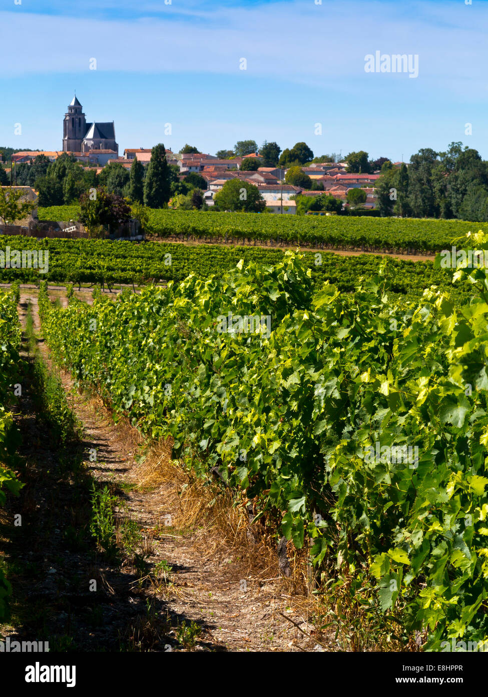 Vineyard with grapes growing in summer near the village of Lonzac in the Charente-Maritime region of south west France Stock Photo