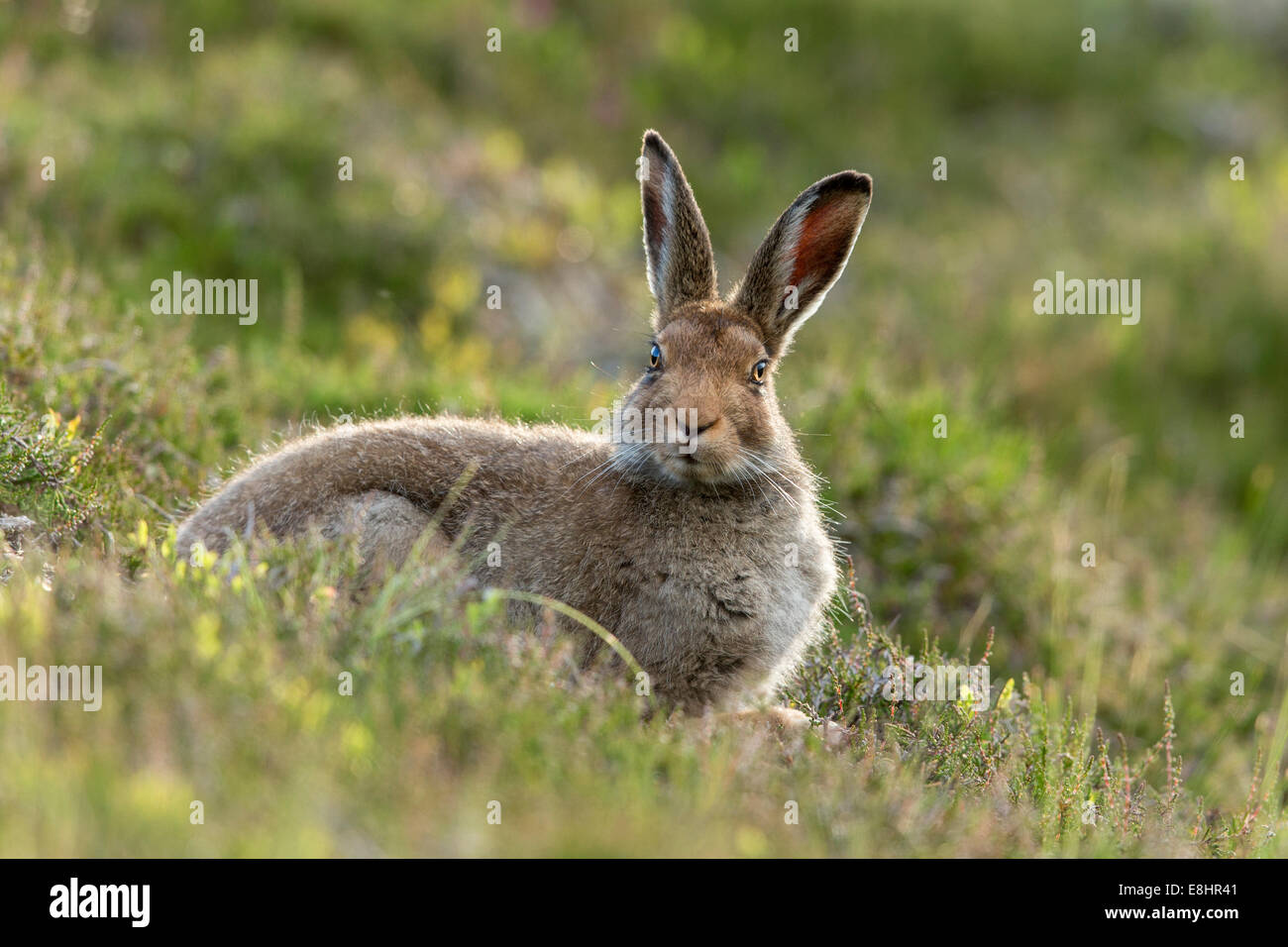 Mountain Hare (Lepus timidus) on heather moorland in summer. Stock Photo