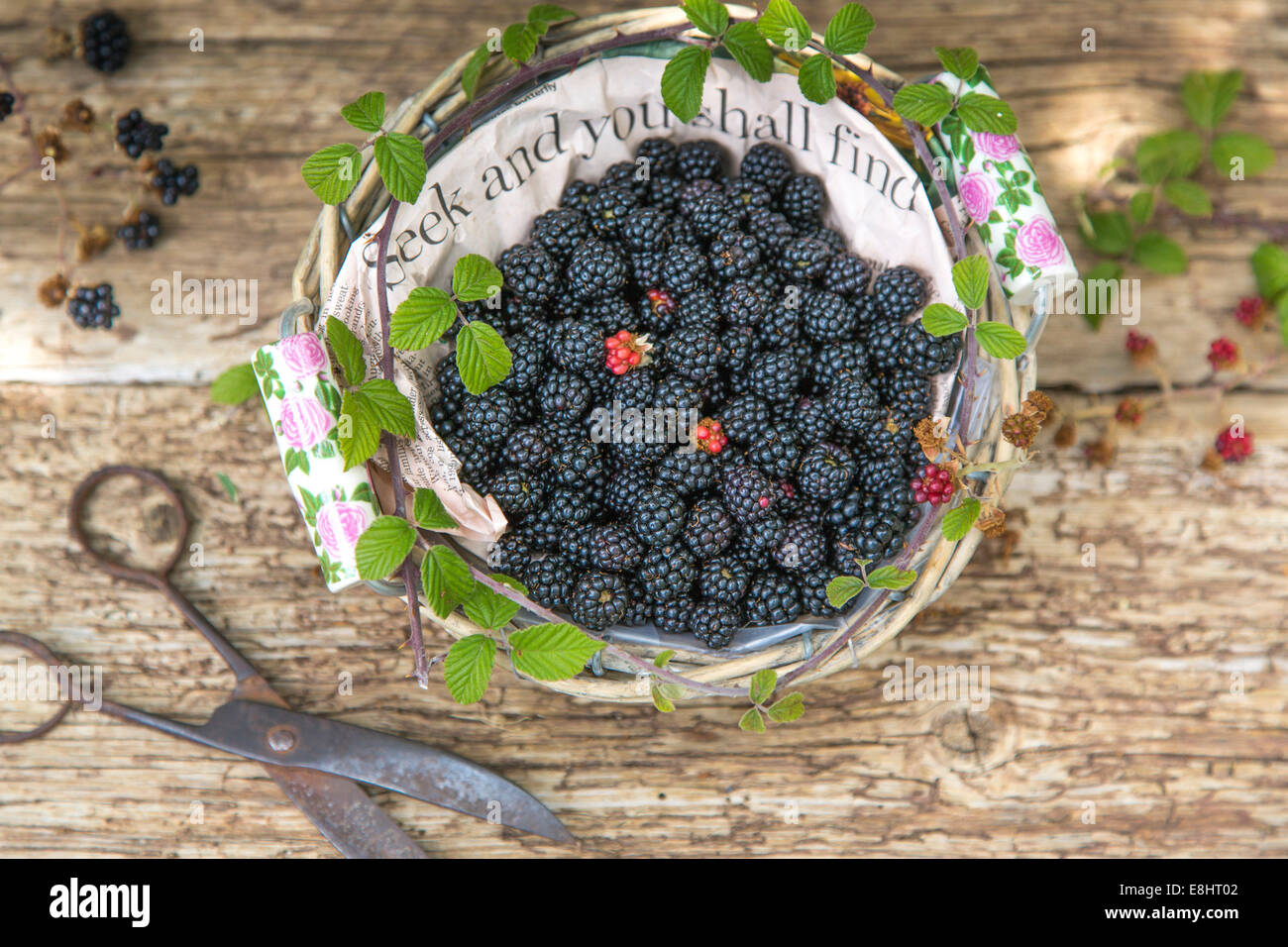 seek  and you shall find, blackberries in paper lined basket against rustic wood and vintage scissors Stock Photo