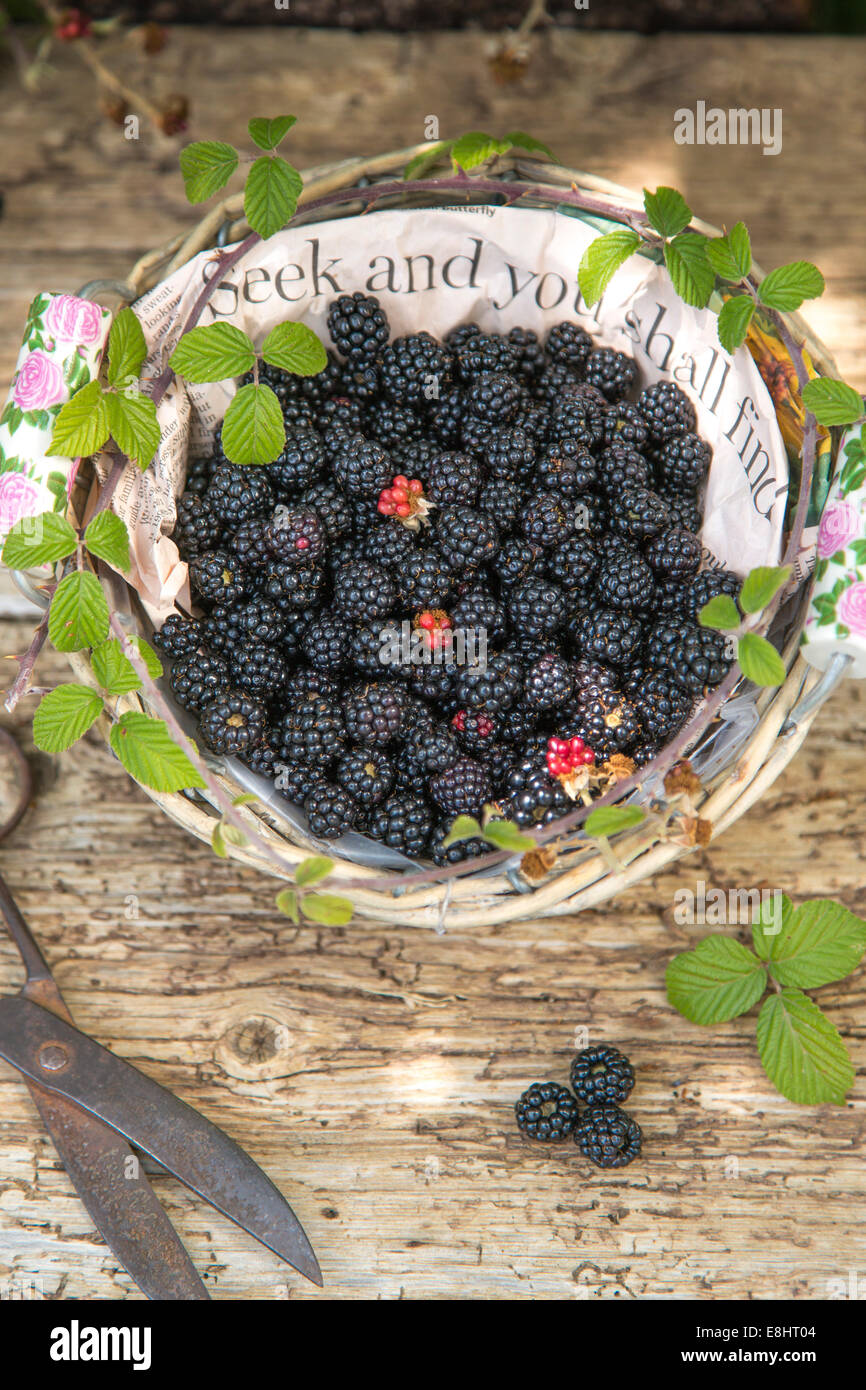 seek  and you shall find, blackberries in paper lined basket against rustic wood and vintage scissors, Stock Photo