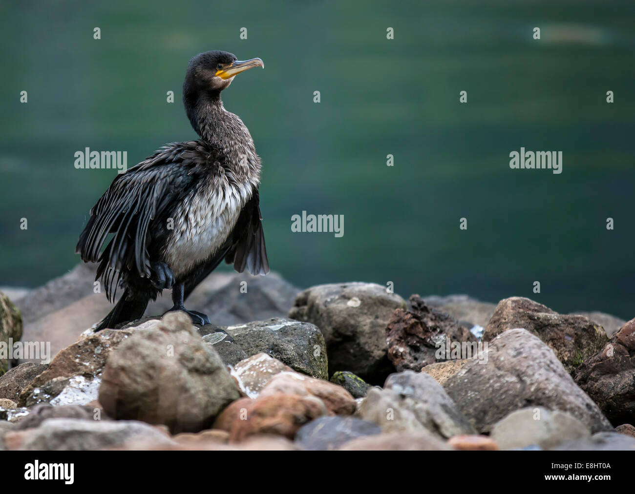 Great Cormorant (Phalacrocorax carbo) is waiting for fishing in Seydisfjordur harbor in Iceland Stock Photo