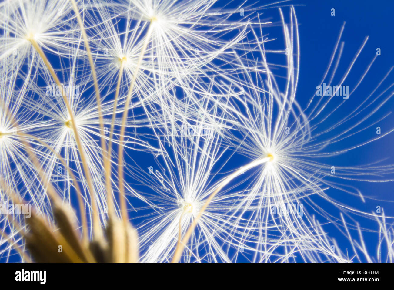 White dandelion head on vibrant blue sky Stock Photo