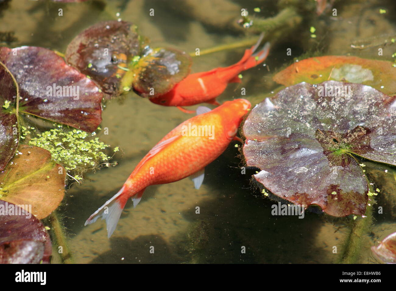 Goldfish in outdoor Pond Stock Photo Alamy