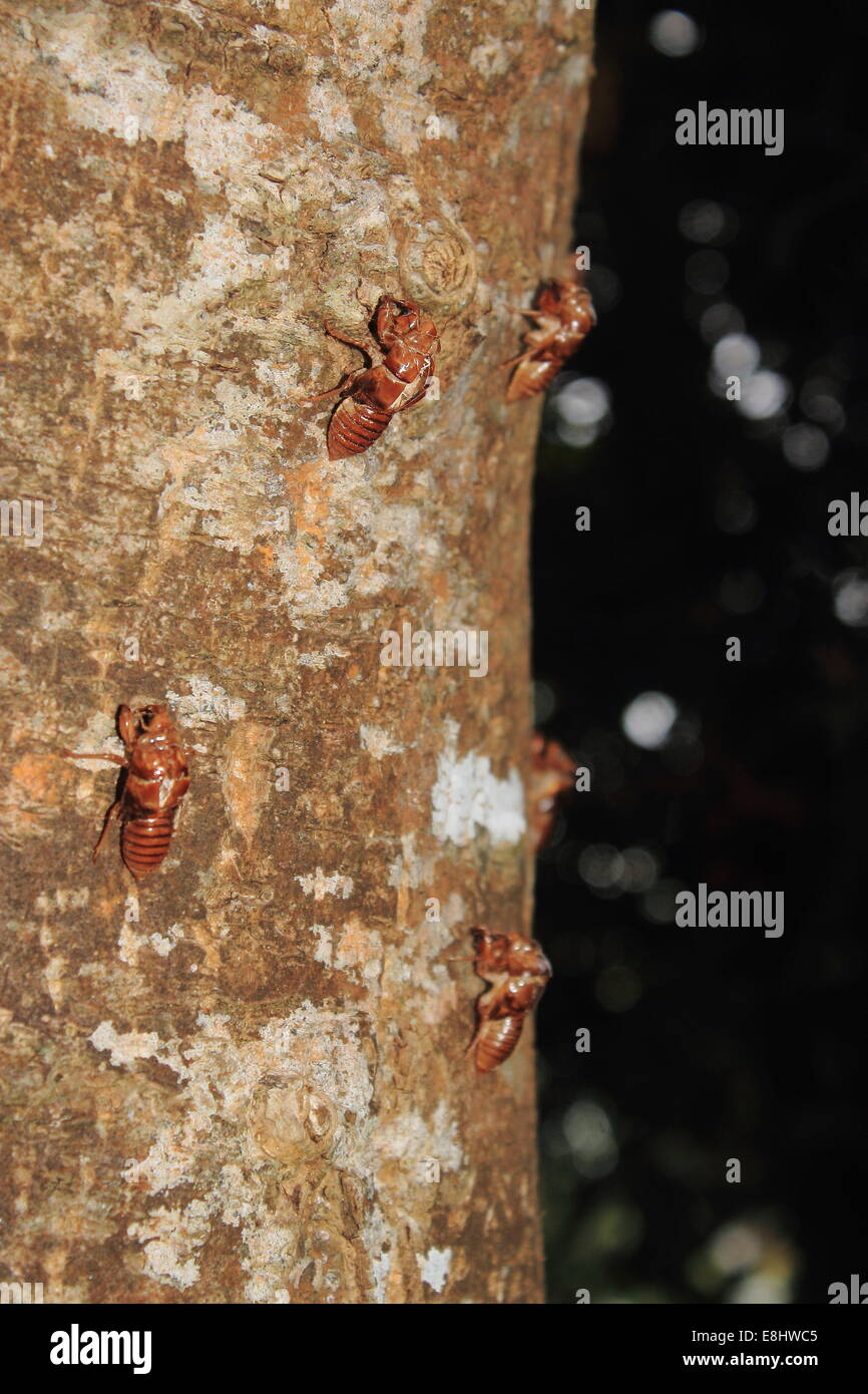 Cicada Shells Attached to a Tree Trunk Stock Photo