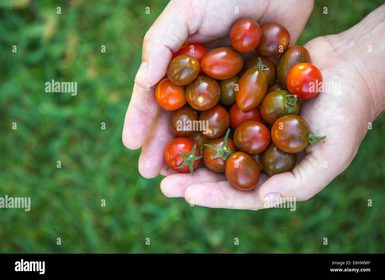 homegrown just picked cherry tomatoes, shown right side, held in the hand against grass Stock Photo