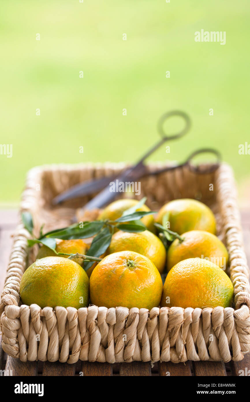 garden table with clementines in basket with vintage scissors Stock Photo