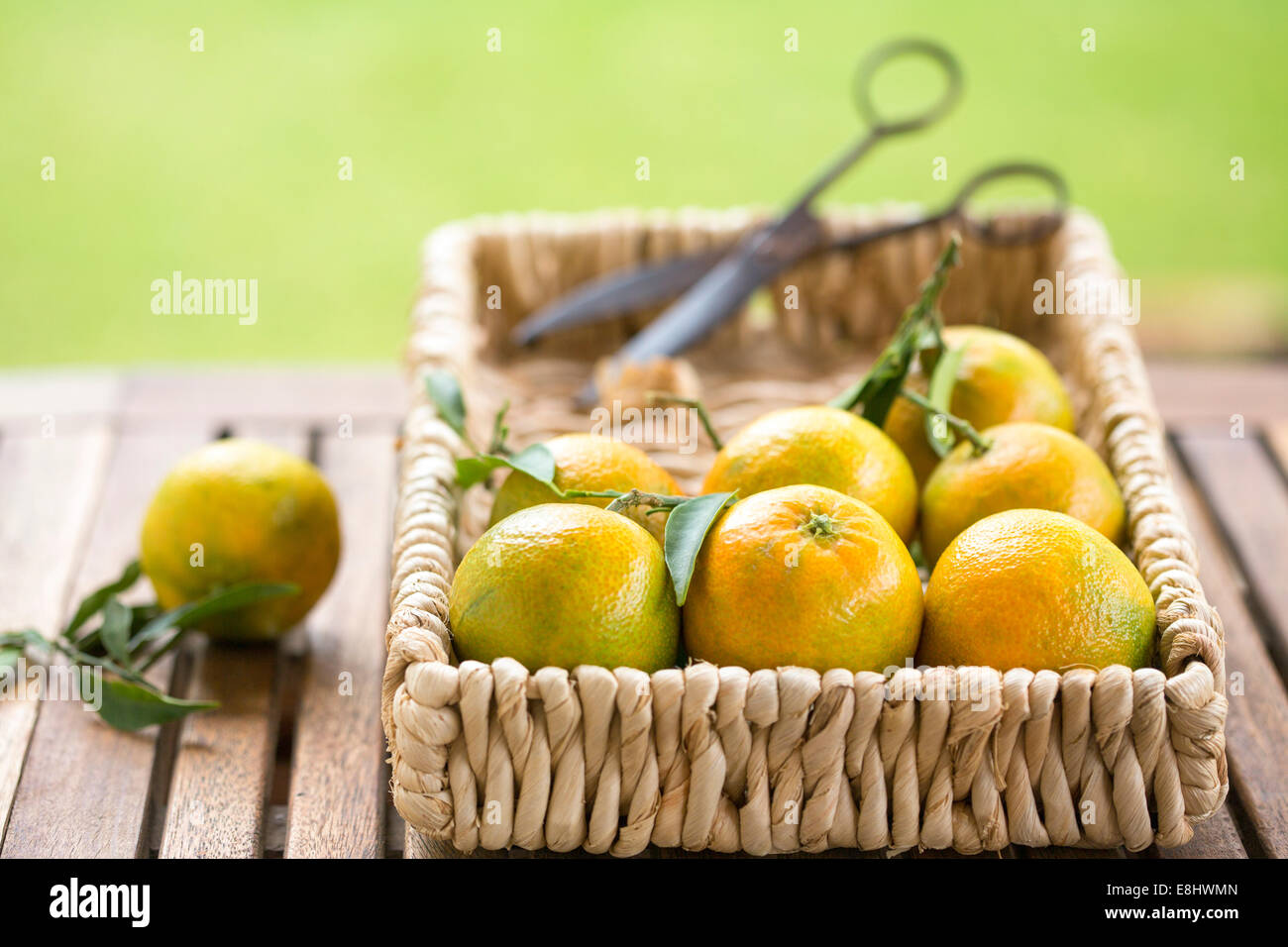 garden table with clementines in basket with vintage scissors Stock Photo