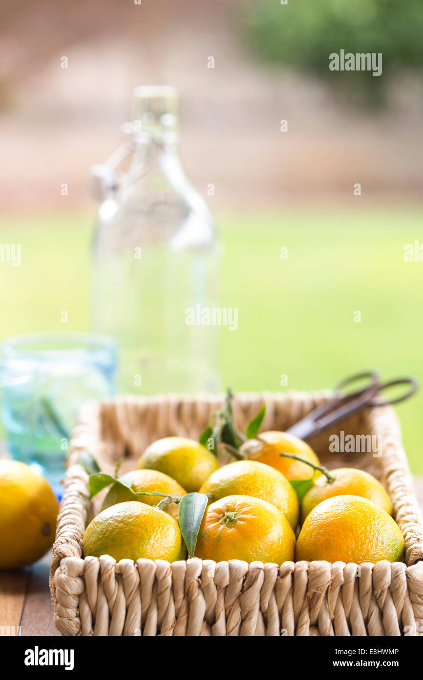 garden scene of clementines in basket with water glasses Stock Photo