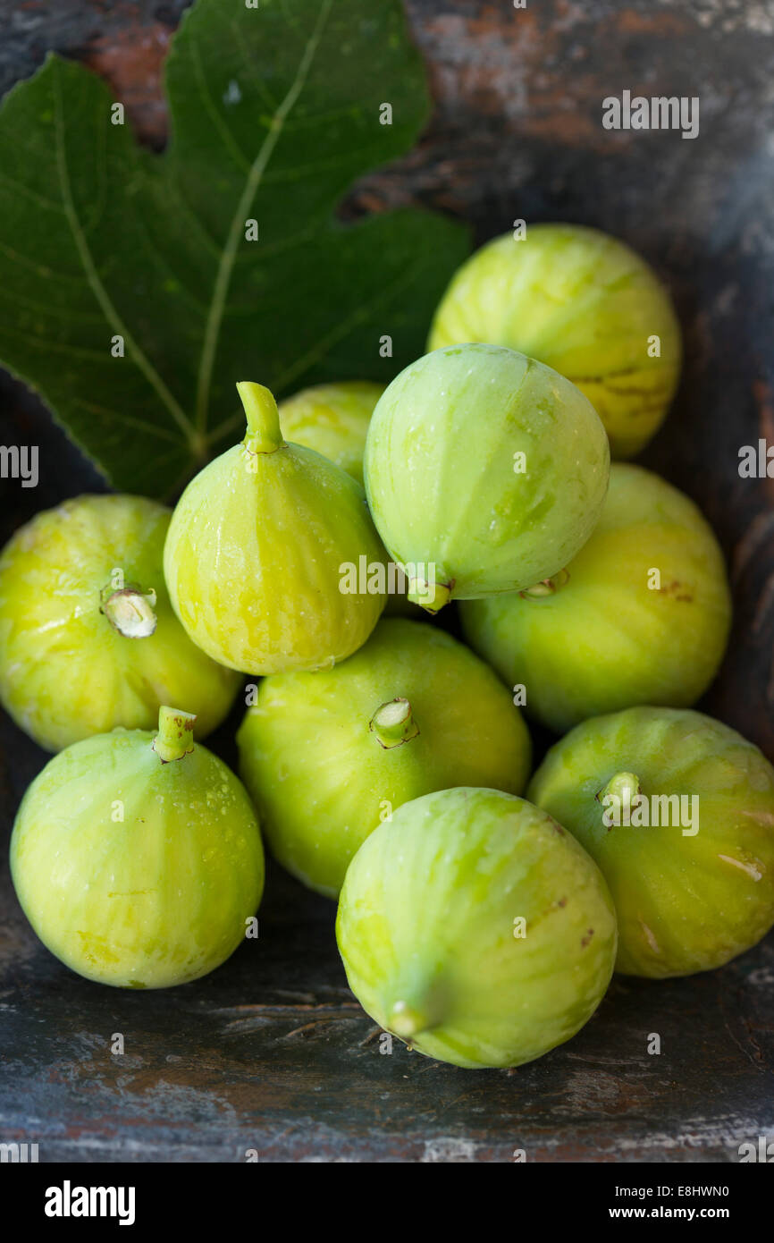 freshly picked green figs in square blue rustic dish, with late afternoon garden sun Stock Photo