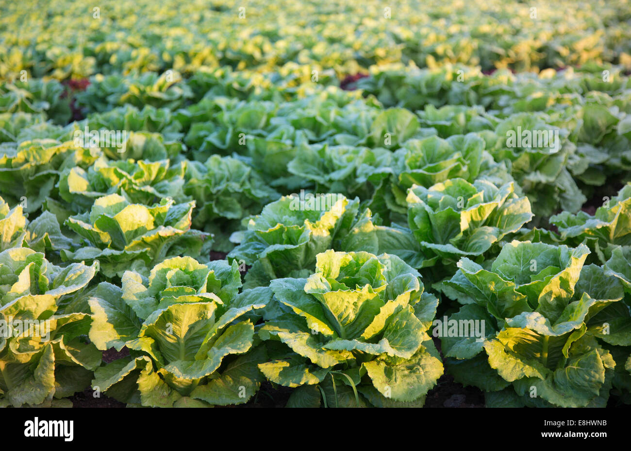 lettuces growing in field, Mallorca at sunrise Stock Photo