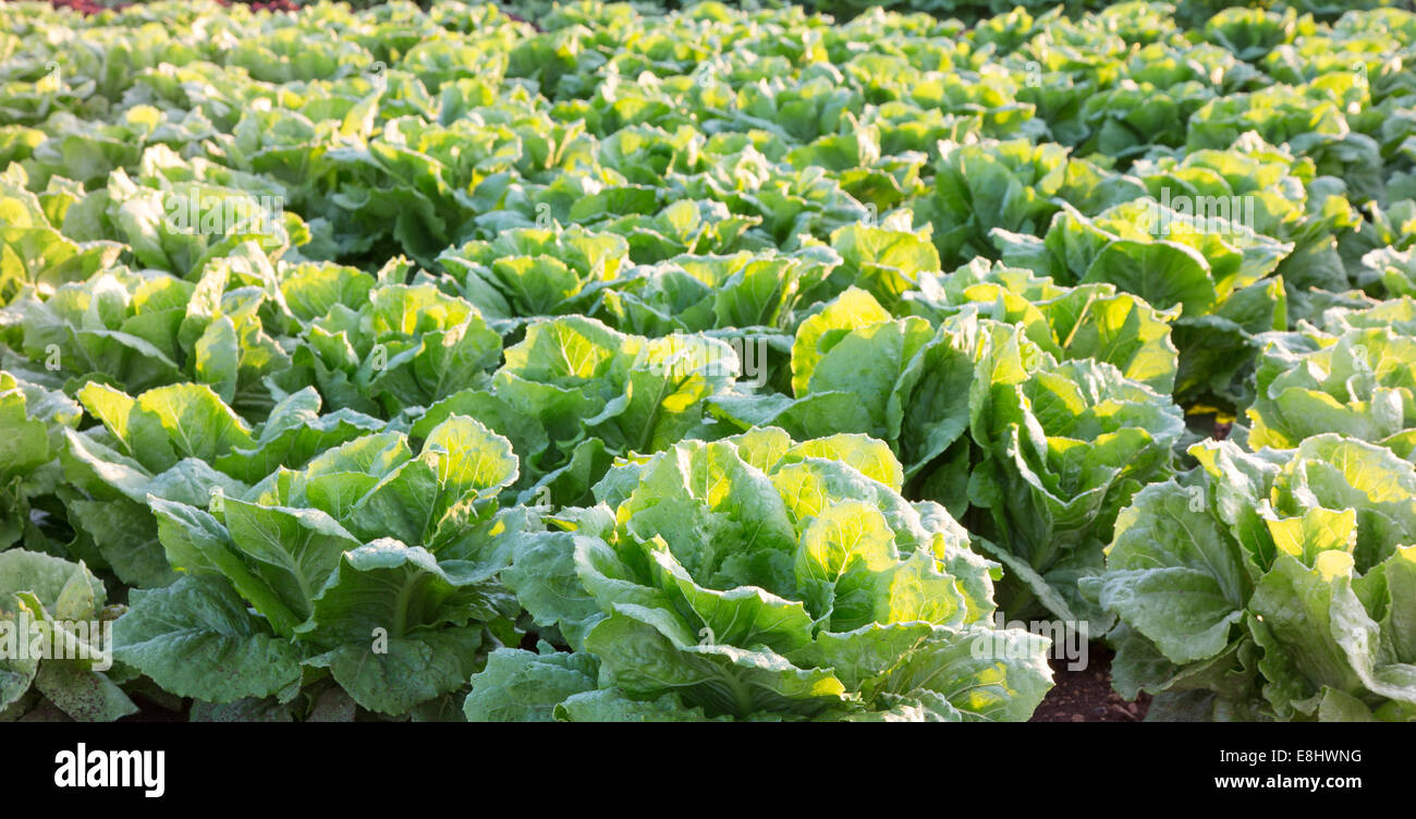 close up of lettuces growing in field, Mallorca at sunrise Stock Photo