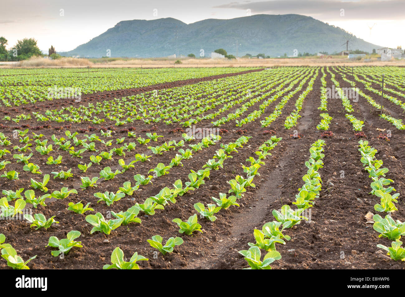 young red and green lettuces growing in field, Es Pla plain, Mallorca, Spain, August. Stock Photo