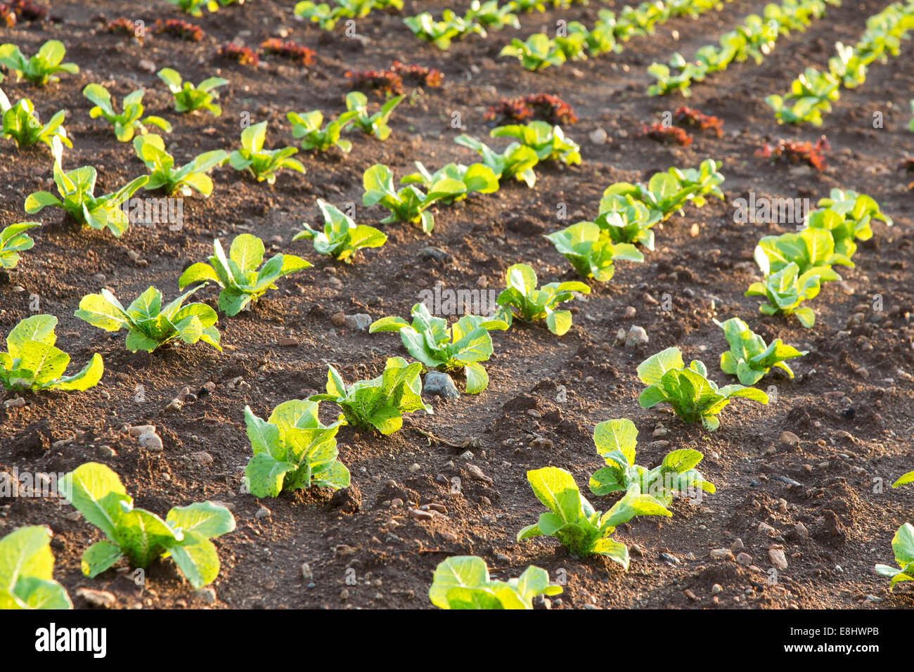young red and green lettuces growing in field, Es Pla plain, Mallorca, Spain, August, Stock Photo