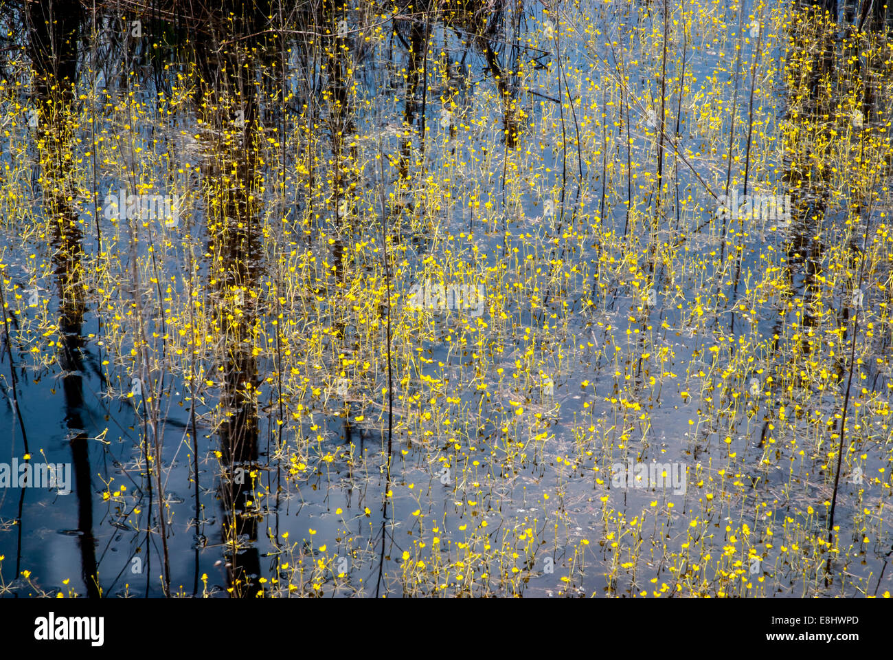 The carnivorous plant, Horned Bladderwort, in bloom in Bon Secour National Wildlife Refuge in coastal Alabama, USA Stock Photo