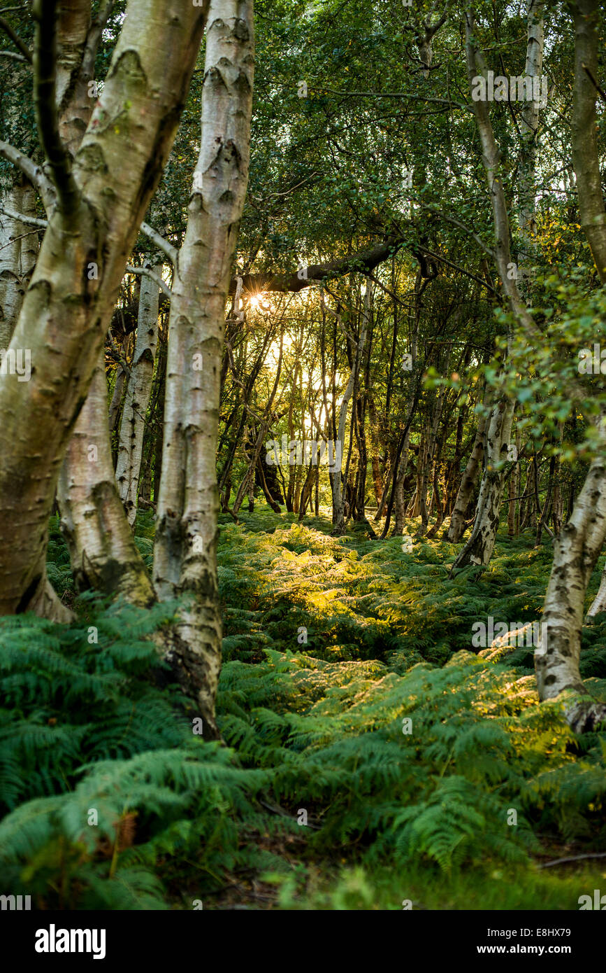 Birch trees with dappled sunlight Stock Photo Alamy
