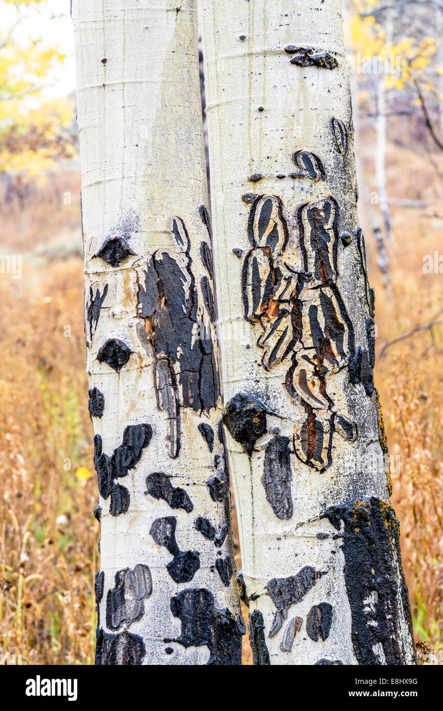 Unique pattern in white Aspen bark Stock Photo