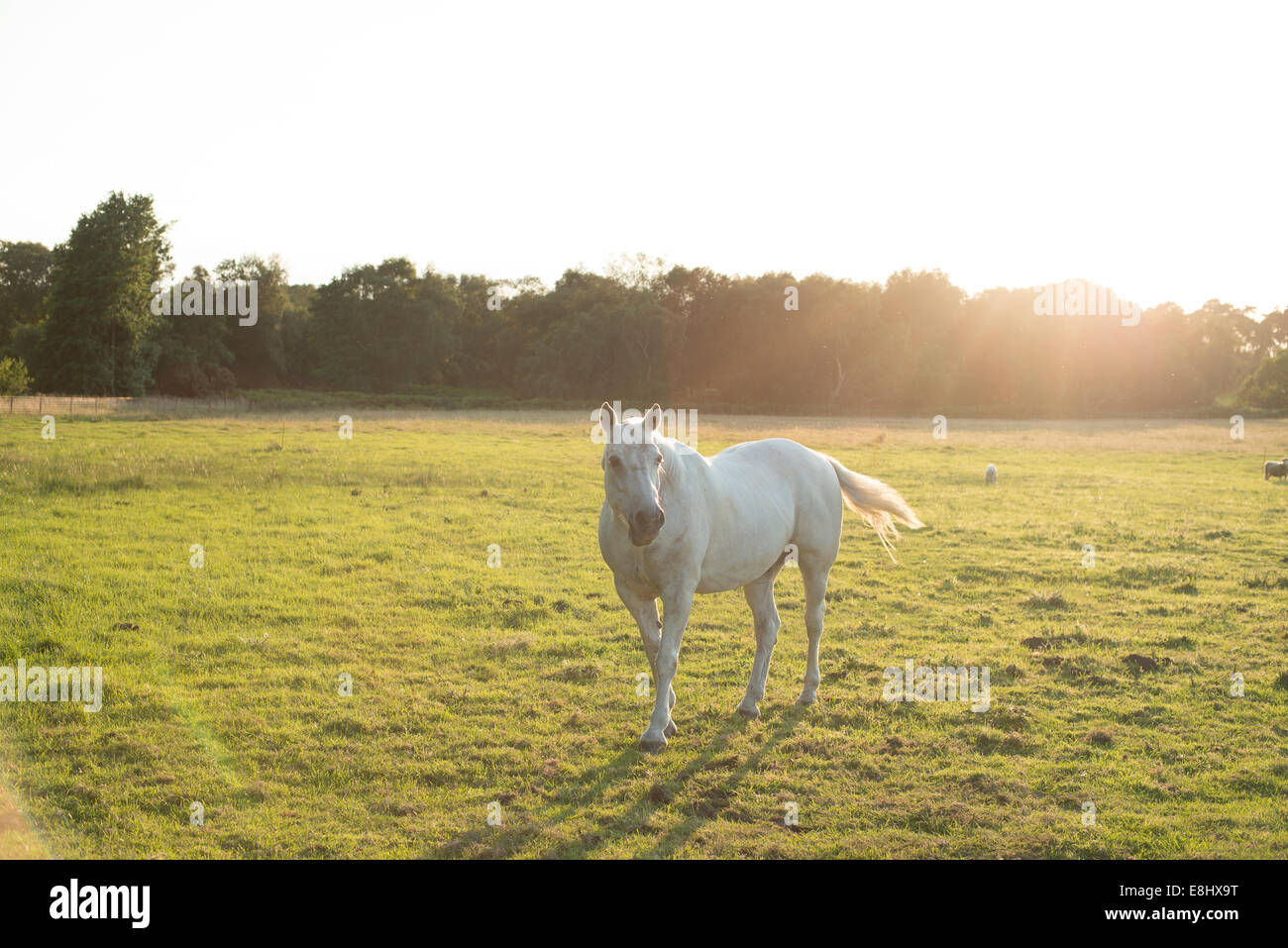 White Horse on green field, back lit, sunshine, sunlight behind, tail flicking, chewing looking at the camera Stock Photo