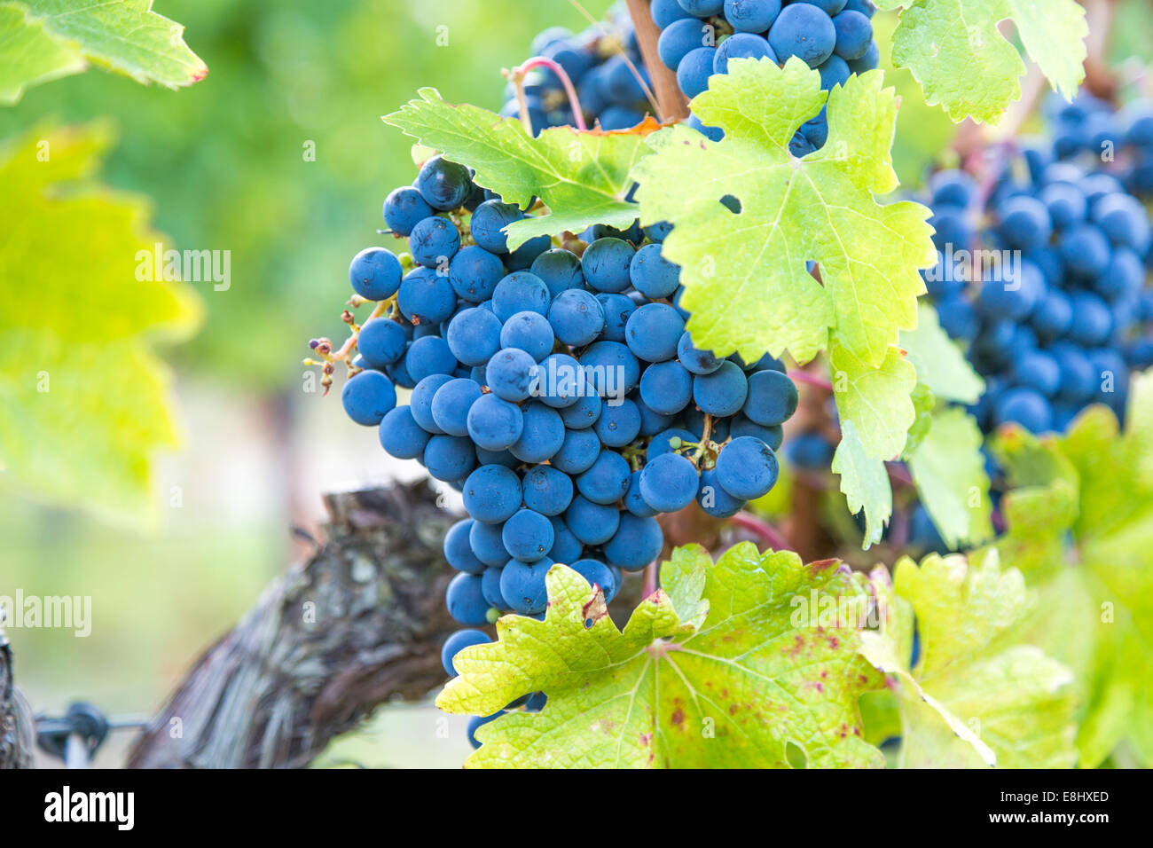 blue toned cabernet grapes growing at a vineyard in Mallorca Stock Photo