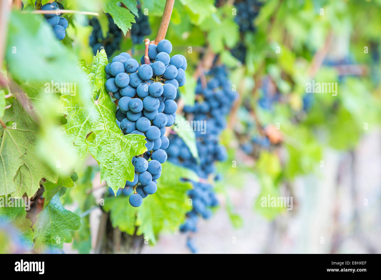 blue toned cabernet grapes growing at a vineyard in Mallorca Stock Photo