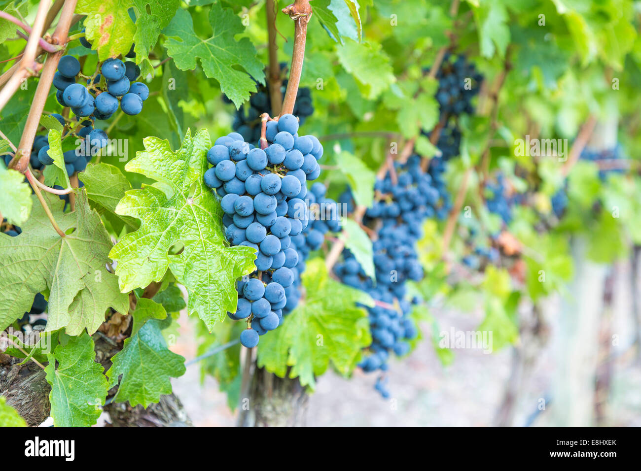 blue toned cabernet grapes growing at a vineyard in Mallorca Stock Photo