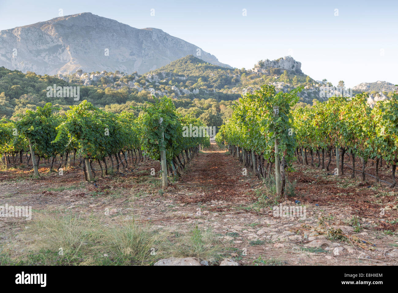 rows of cabernet grapes growing at vineyard in Mallorca Stock Photo