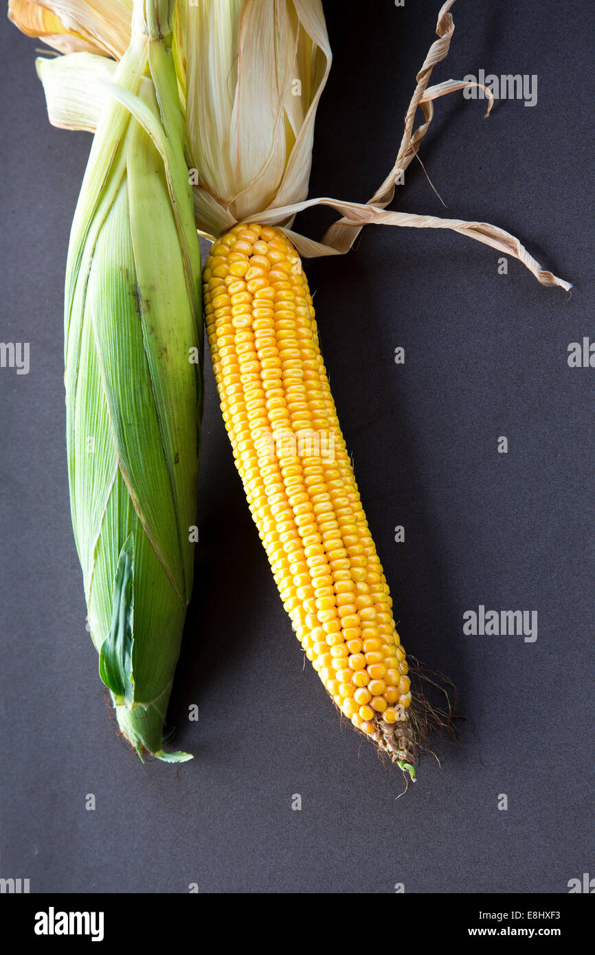 a pair of sweetcorn cobs against a dark plain background Stock Photo