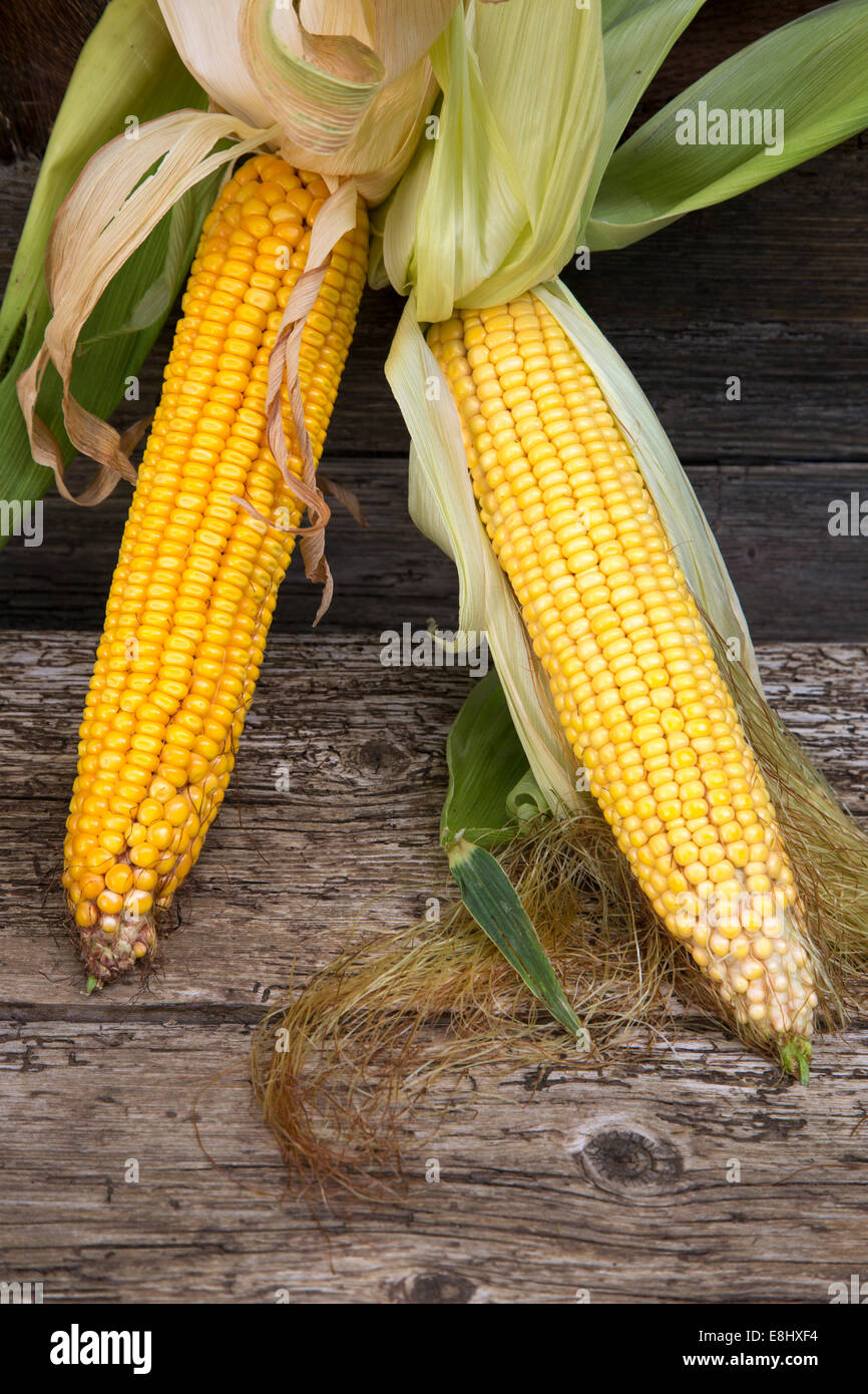 a pair of sweetcorn cobs against rustic wood in the garden Stock Photo