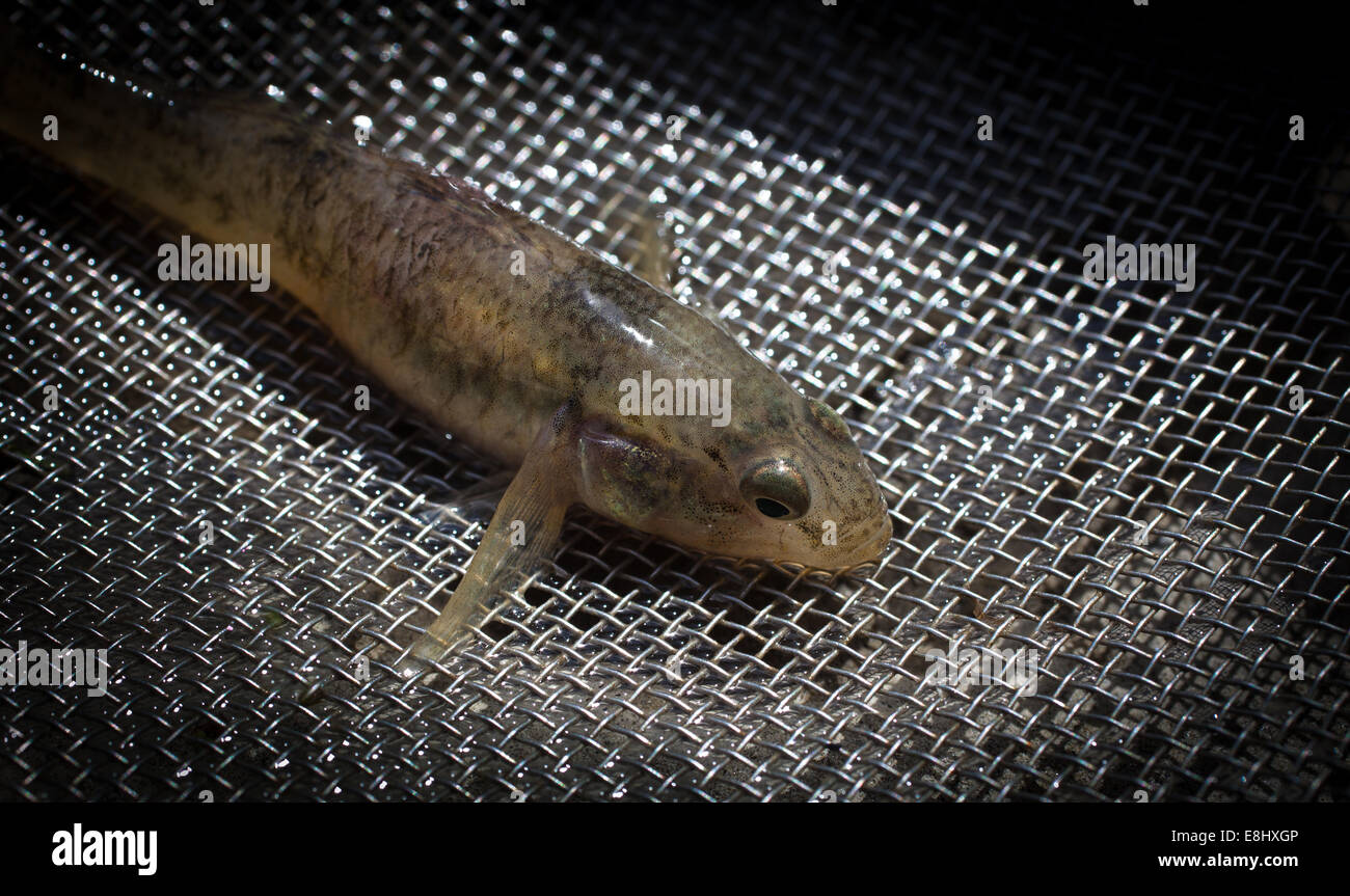 Fresh fish set up new zealand hires stock photography and images Alamy