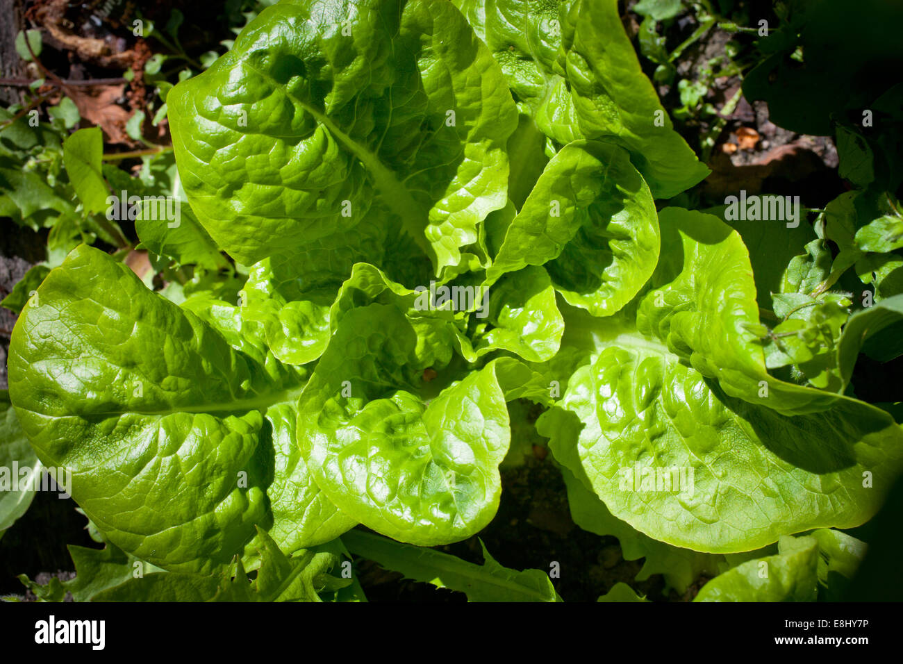 A Look at life in New Zealand. My organic edible garden Buttercrunch