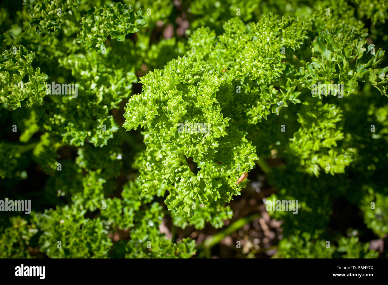 Curly Leaf Parsley (Petroselinum crispum Stock Photo Alamy
