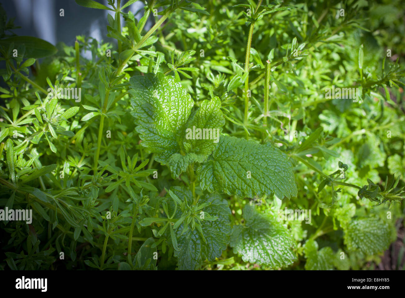 Lemon Balm surrounded by edible Cleavers Stock Photo Alamy