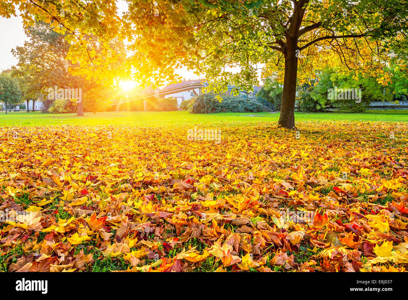 Sunny autumn maple leaves Stock Photo - Alamy