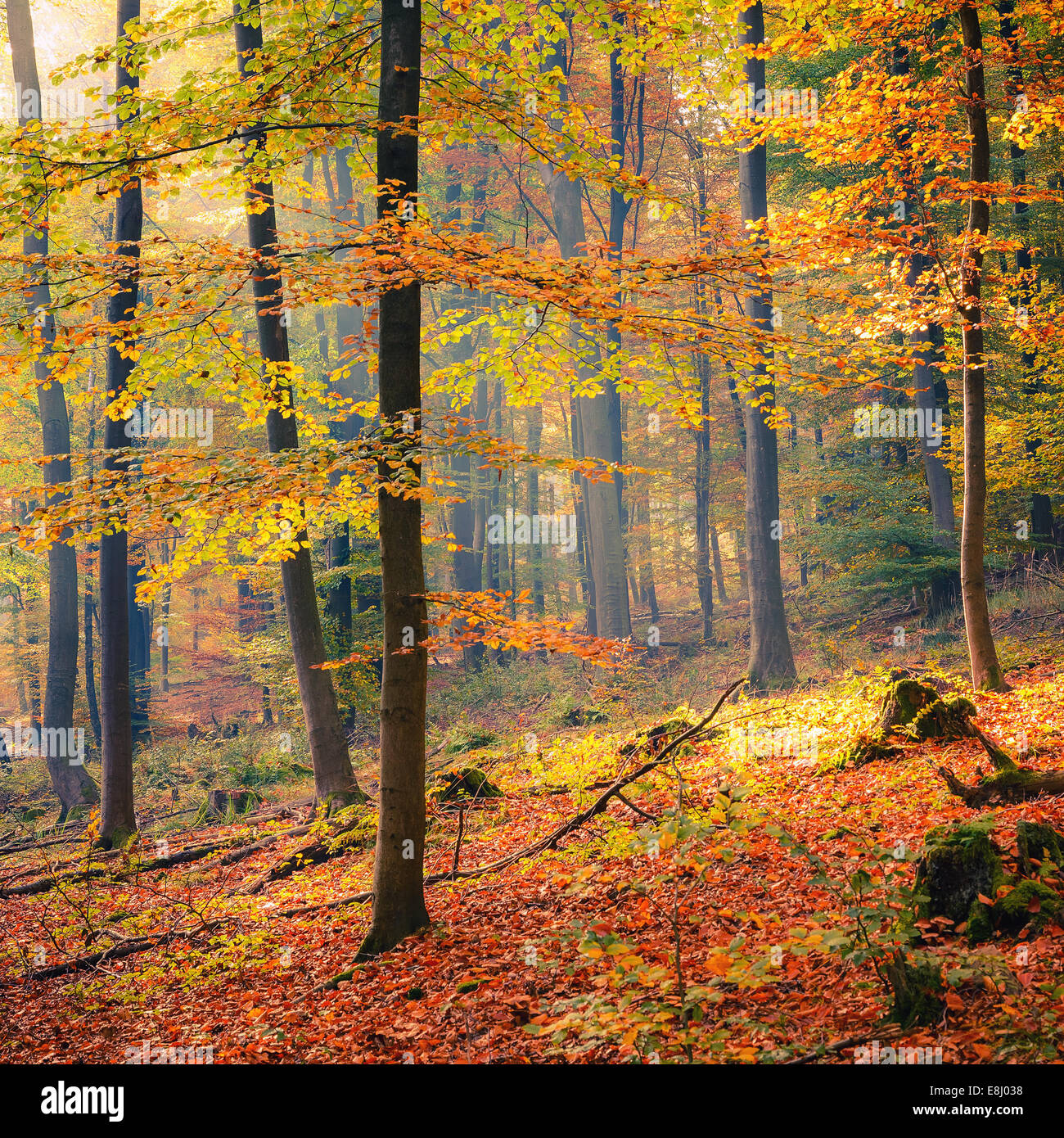Foggy autumn forest Stock Photo - Alamy