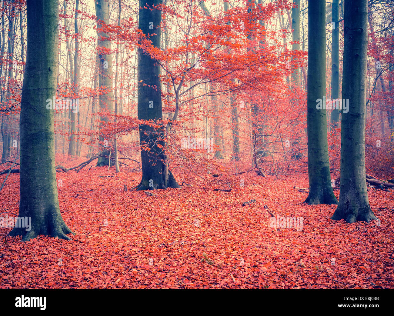 Colorful tree in the autumn forest Stock Photo - Alamy