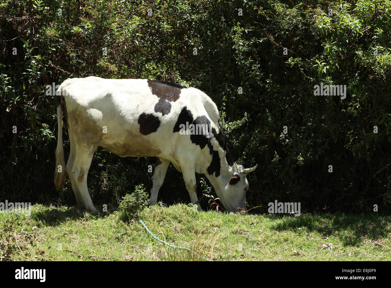Ecuador cow hi-res stock photography and images - Alamy