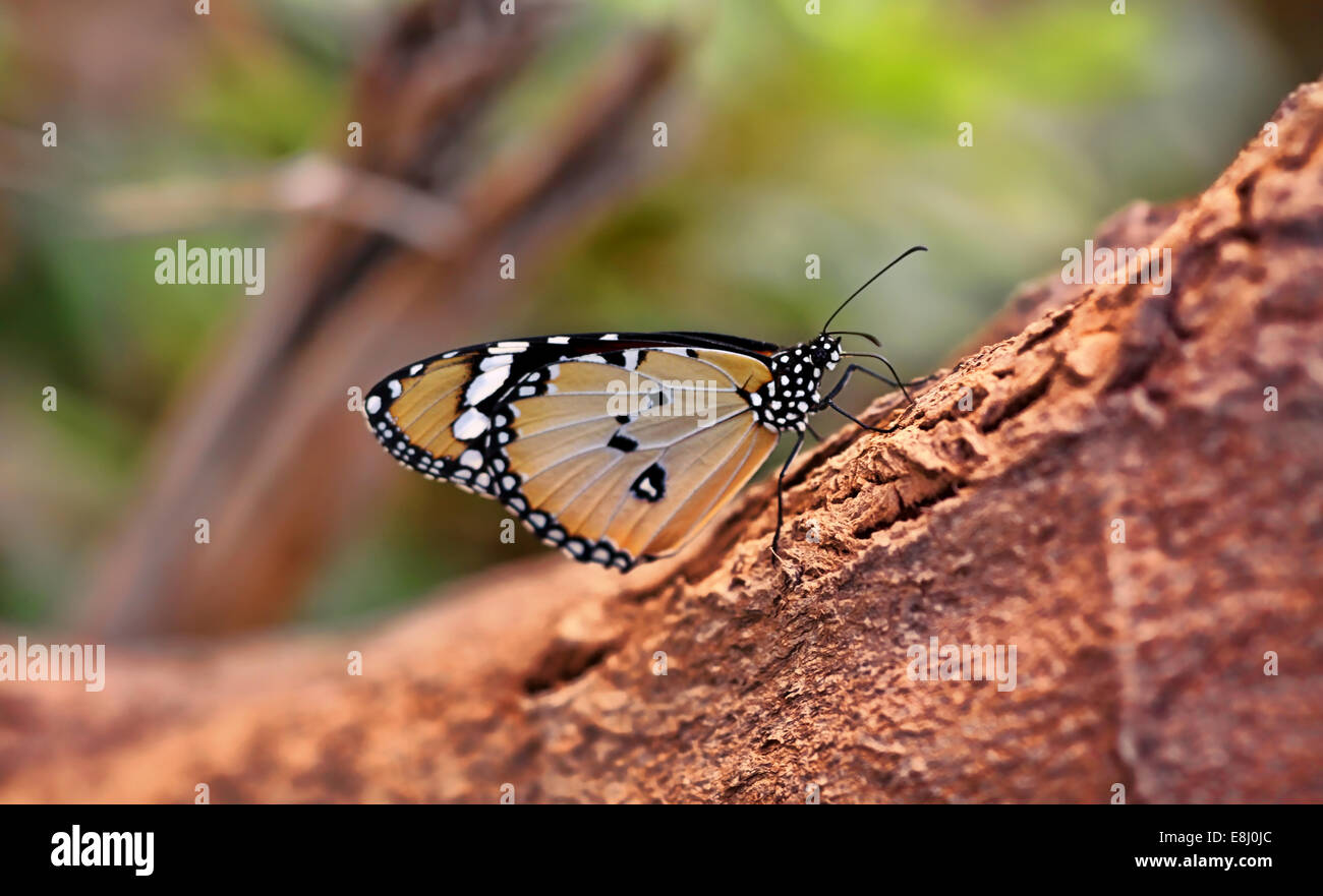 Butterfly on wooden Branch . Macro Shot . Stock Photo