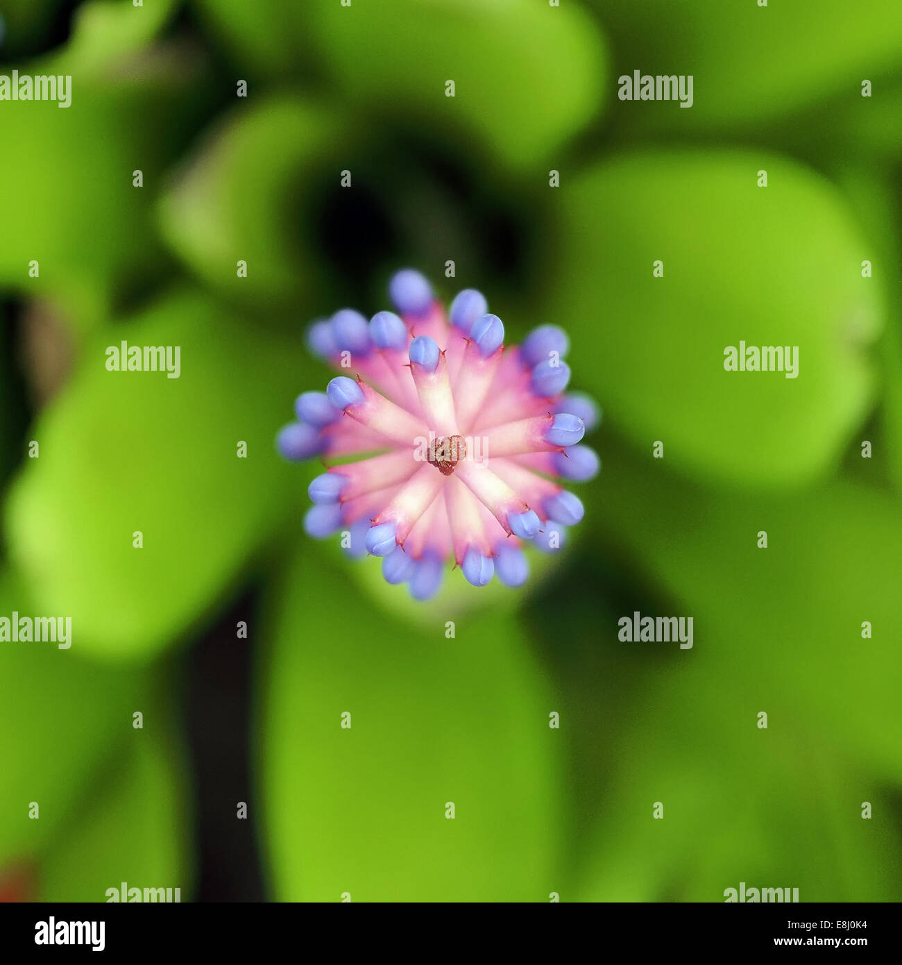Pink blue Aechmea or bromeliad flower Stock Photo