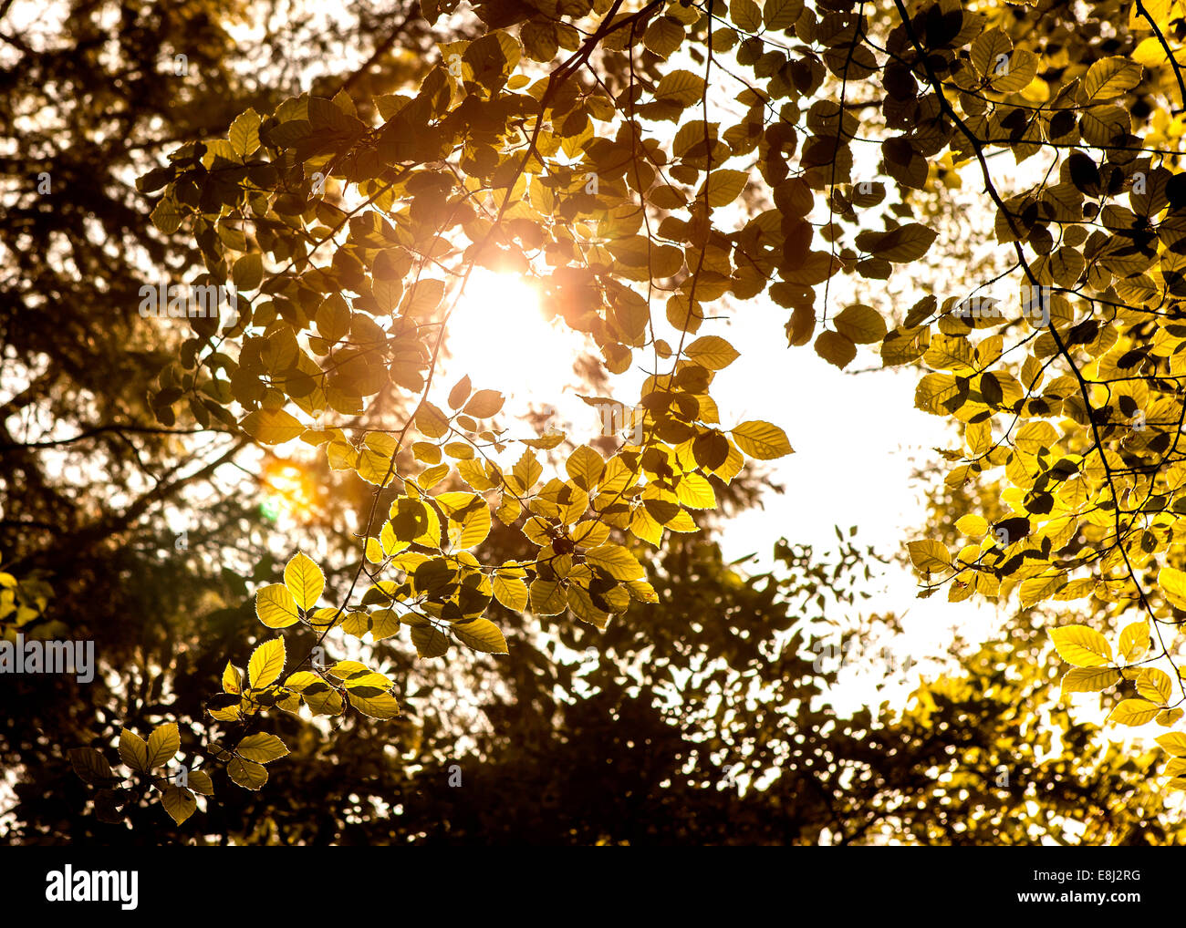 Sunlight through leaves hires stock photography and images Alamy