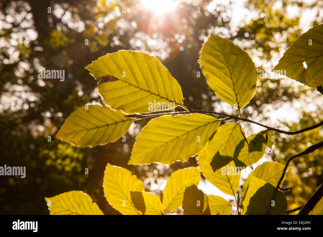 Sunlight through leaves on a sunny Autumn morning Stock Photo Alamy