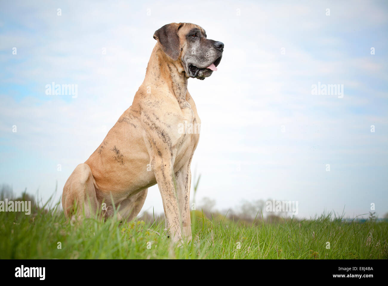 German mastiff, yellow brindle, sitting Stock Photo - Alamy