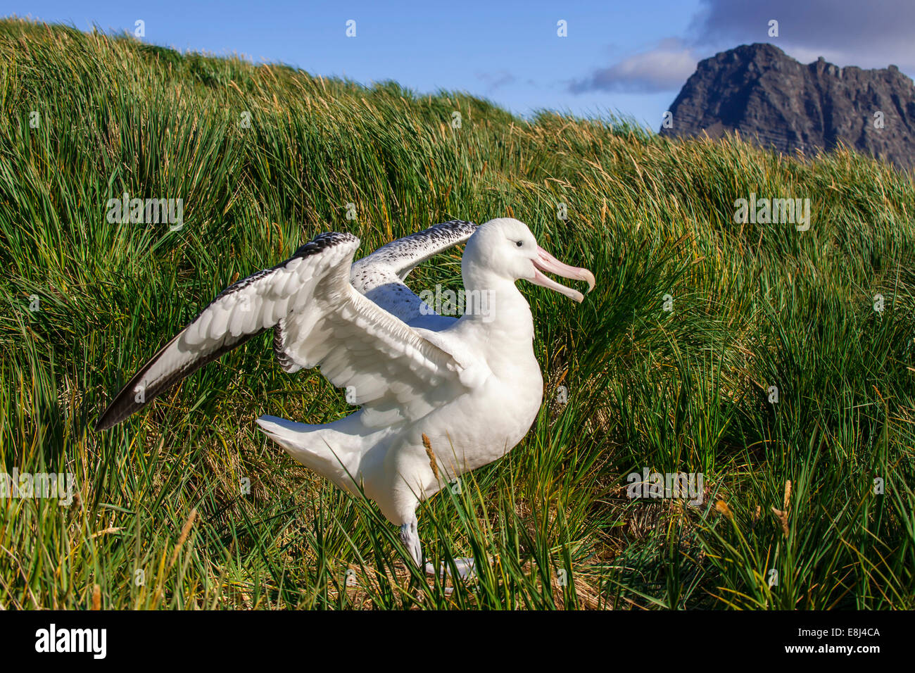 Wandering Albatross (Diomedea exulans) at its nesting site, Bay of Isles, South Georgia and South Sandwich Islands Stock Photo