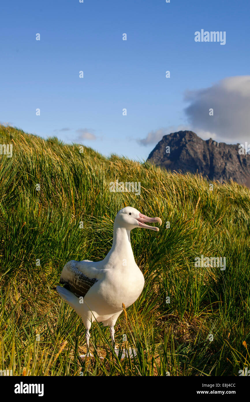 Wandering Albatross (Diomedea exulans) at its nesting site, Bay of Isles, South Georgia and South Sandwich Islands Stock Photo